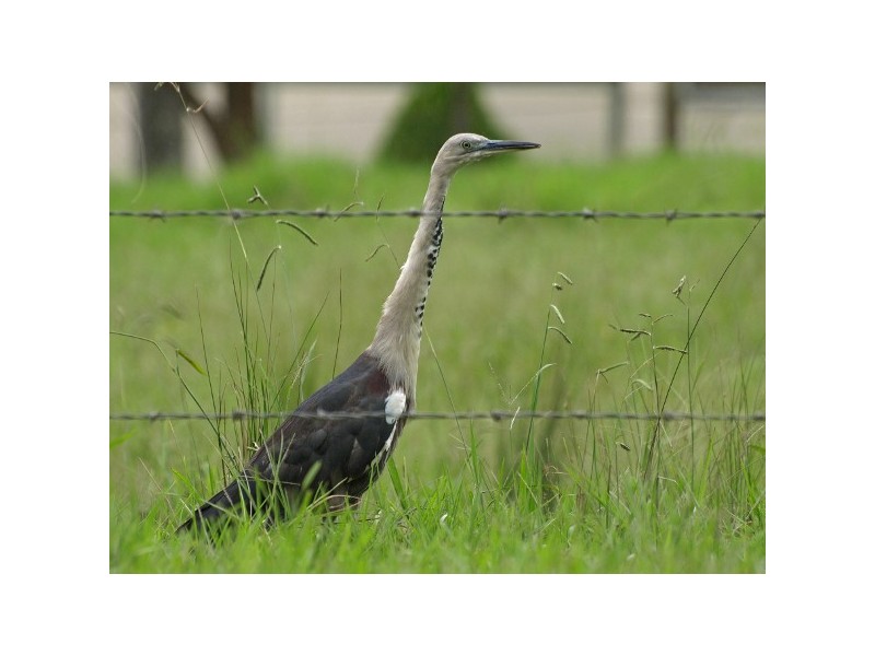 “The Tops Organic Retreat” 384 Jems Creek Road, Barrington Tops NSW 2422