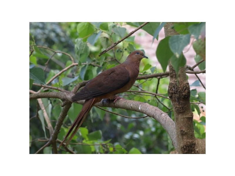 “The Tops Organic Retreat” 384 Jems Creek Road, Barrington Tops NSW 2422
