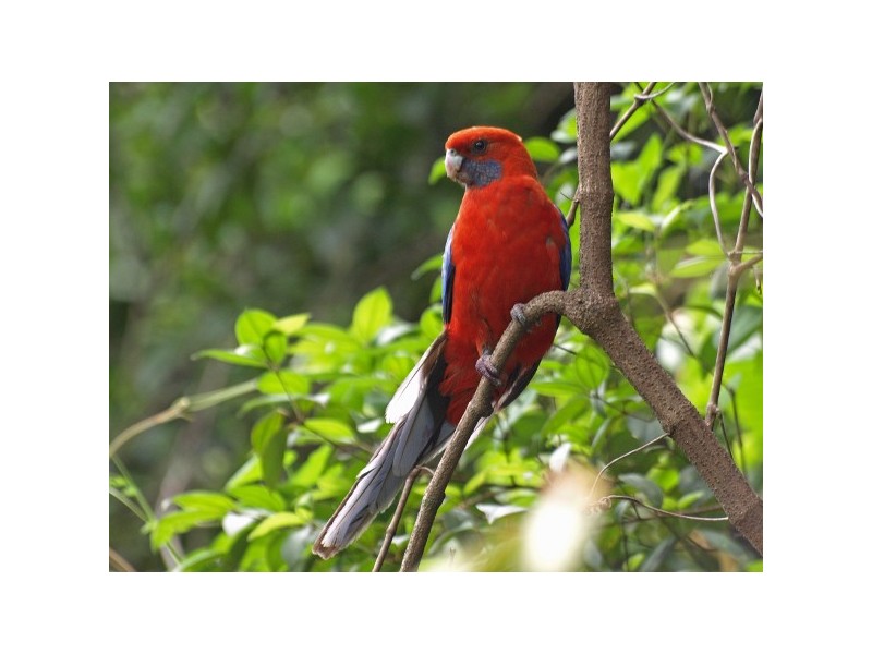 “The Tops Organic Retreat” 384 Jems Creek Road, Barrington Tops NSW 2422