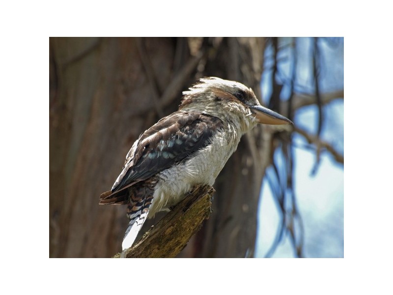 “The Tops Organic Retreat” 384 Jems Creek Road, Barrington Tops NSW 2422