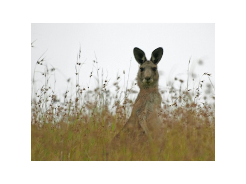 “The Tops Organic Retreat” 384 Jems Creek Road, Barrington Tops NSW 2422