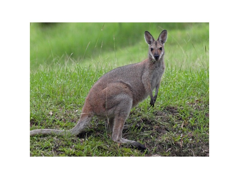 “The Tops Organic Retreat” 384 Jems Creek Road, Barrington Tops NSW 2422