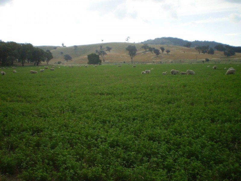 “Davislea” 2076 Taylors Flat Road, Boorowa NSW 2586