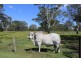 “Clarence Peak” 869 Brooms Head, Taloumbi NSW 2463