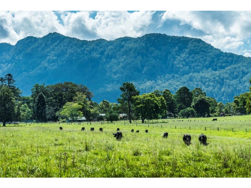 Bellingen NSW 2454