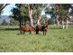 Scone NSW 2337