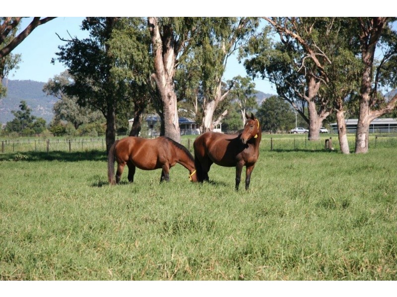 Scone NSW 2337