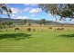 Scone NSW 2337