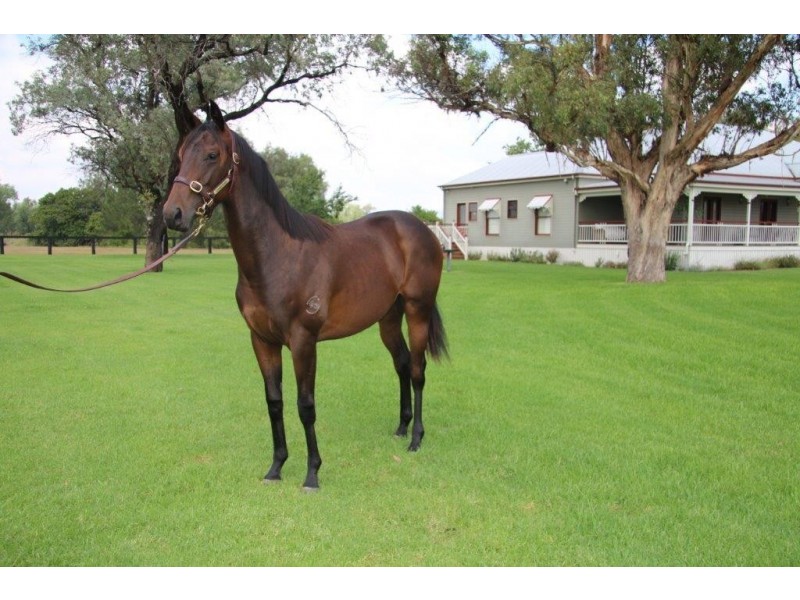Scone NSW 2337