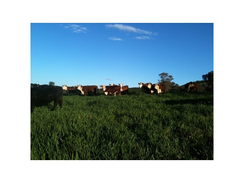 “Willowood” 3777 Tumbarumba Road, Carabost NSW 2650