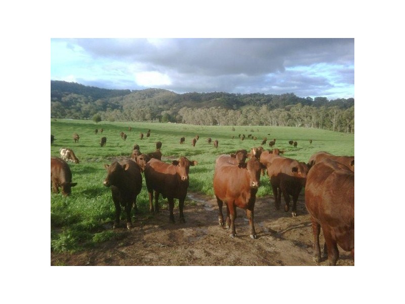 “Willowood” 3777 Tumbarumba Road, Carabost NSW 2650