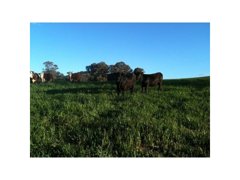 “Willowood” 3777 Tumbarumba Road, Carabost NSW 2650