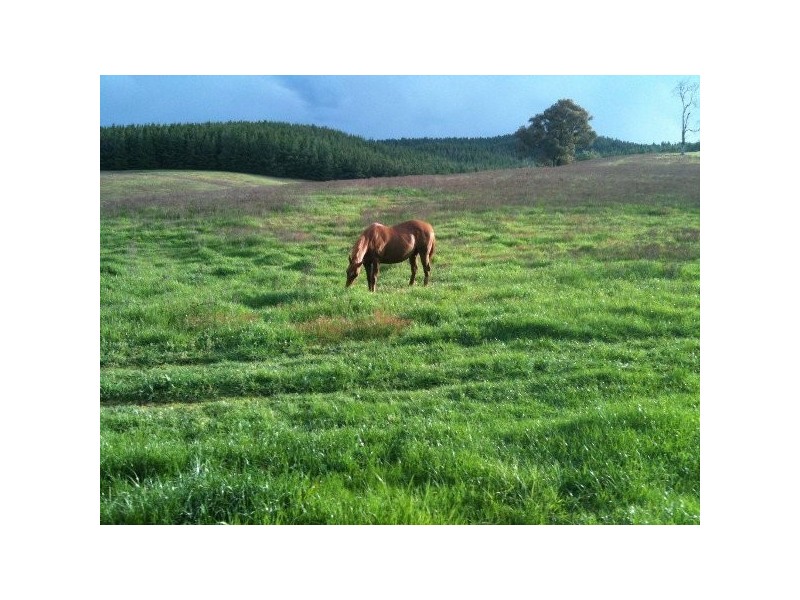 “Willowood” 3777 Tumbarumba Road, Carabost NSW 2650