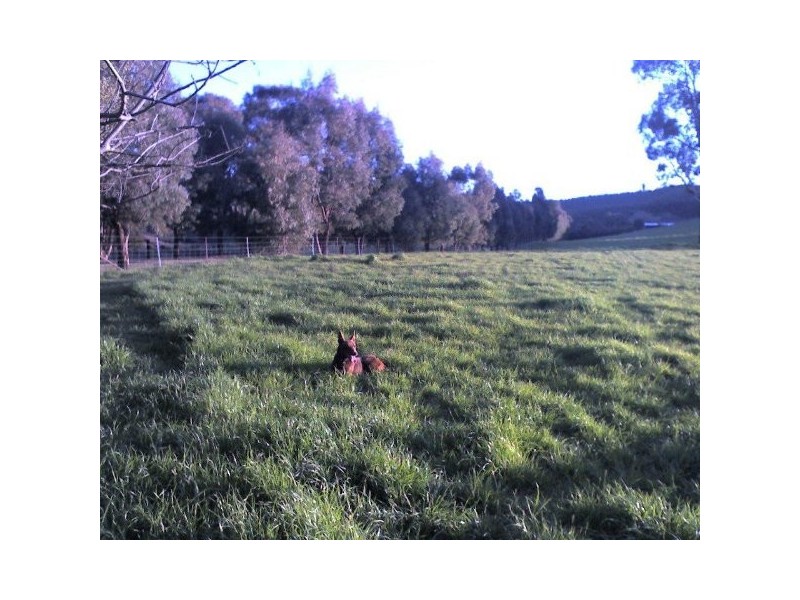 “Willowood” 3777 Tumbarumba Road, Carabost NSW 2650