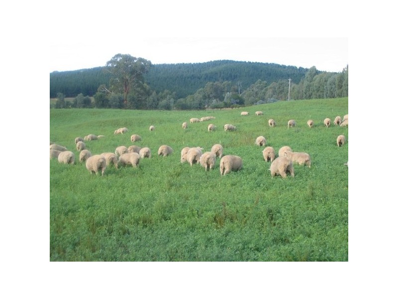 “Willowood” 3777 Tumbarumba Road, Carabost NSW 2650