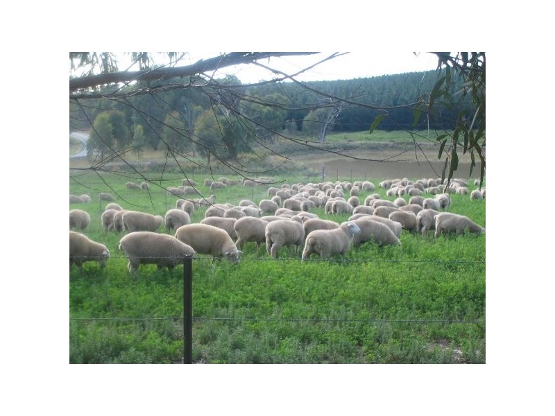 “Willowood” 3777 Tumbarumba Road, Carabost NSW 2650