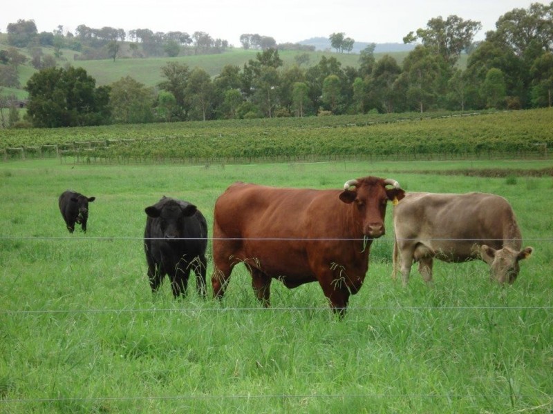 Camyr Allyn North, East Gresford NSW 2311