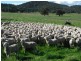 “Galwary” 1004 Amaroo Way, Eugowra NSW 2806