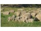 “Galwary” 1004 Amaroo Way, Eugowra NSW 2806