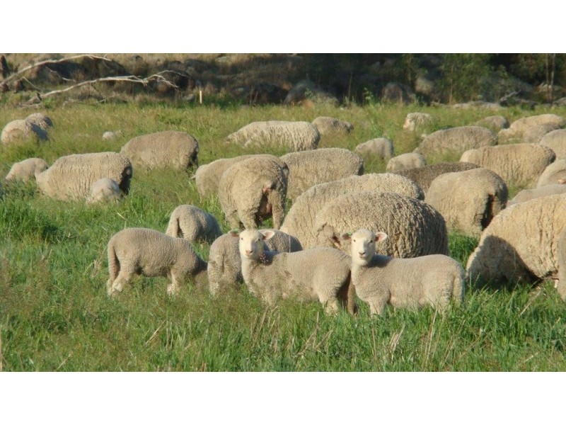 “Galwary” 1004 Amaroo Way, Eugowra NSW 2806