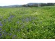 “Galwary” 1004 Amaroo Way, Eugowra NSW 2806