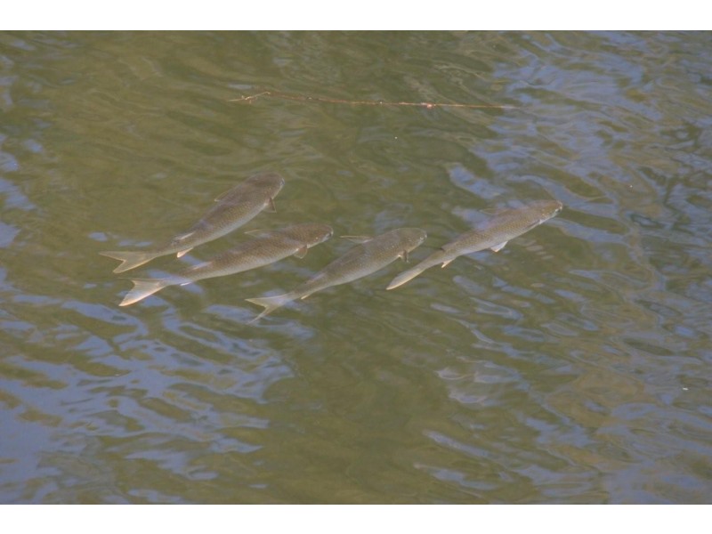 “Millpond” 63 Allyn River Road, East Gresford NSW 2311