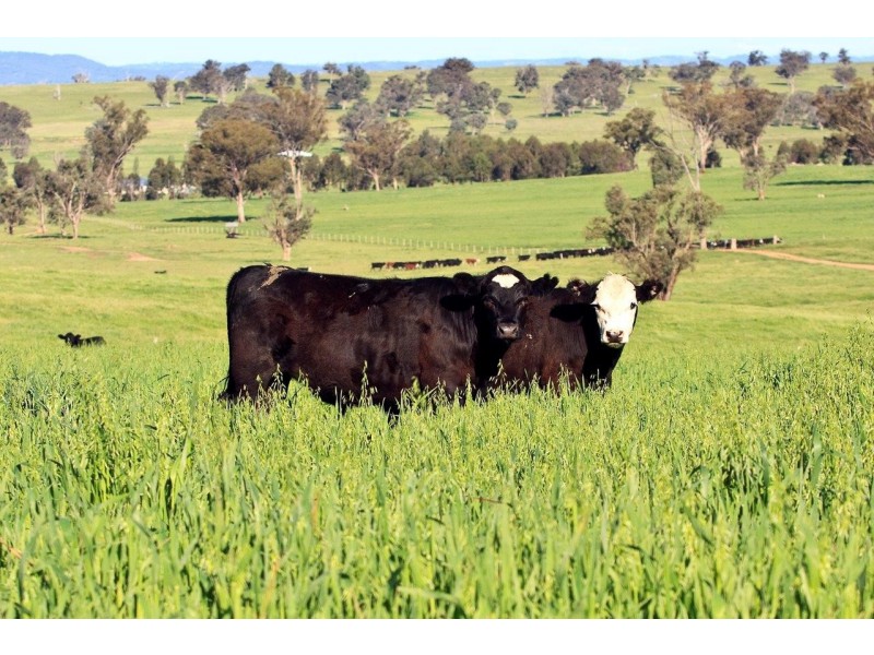 “Romani” 742 Bendemeer Road, Kingstown NSW 2358