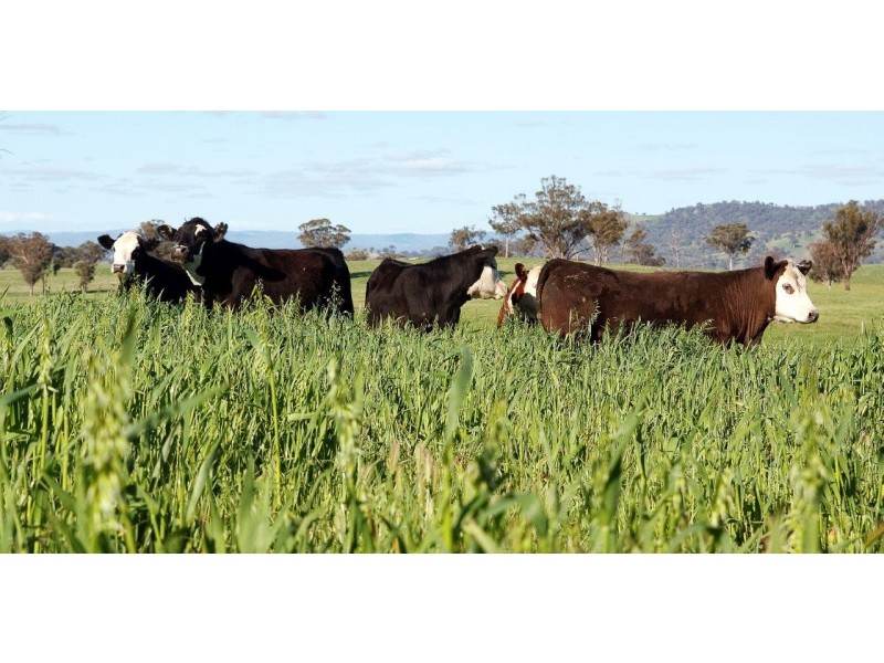 “Romani” 742 Bendemeer Road, Kingstown NSW 2358