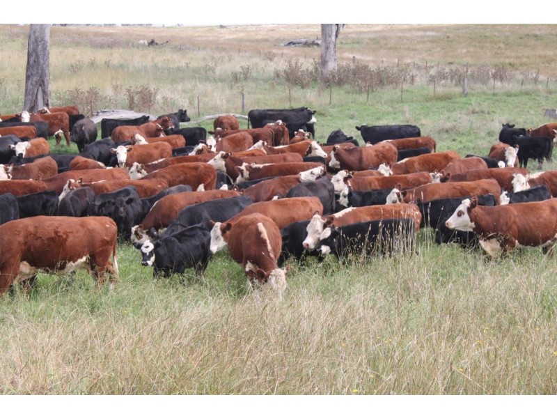 “Romani” 742 Bendemeer Road, Kingstown NSW 2358