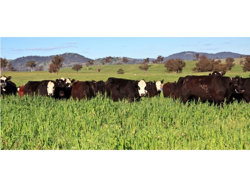 “Romani” 742 Bendemeer Road, Kingstown NSW 2358