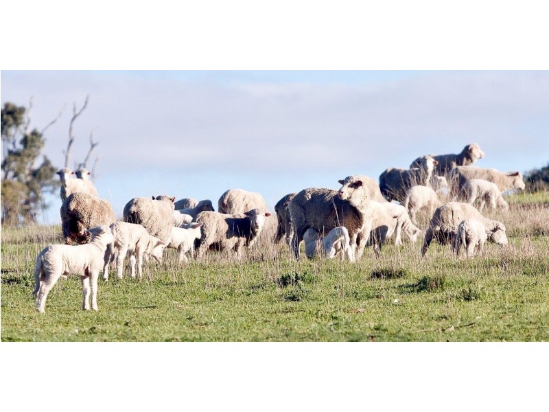 “Romani” 742 Bendemeer Road, Kingstown NSW 2358