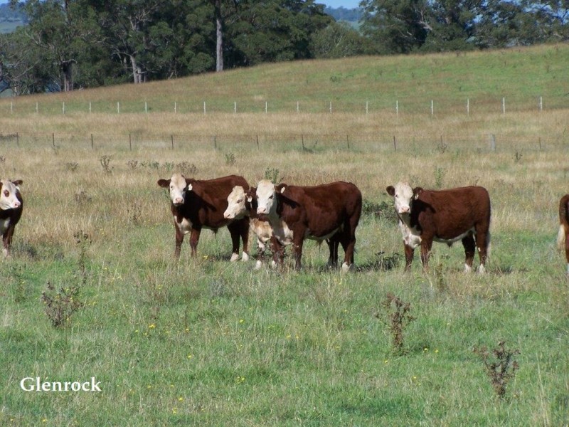 250 Sissons Road, Aberfoyle NSW 2350