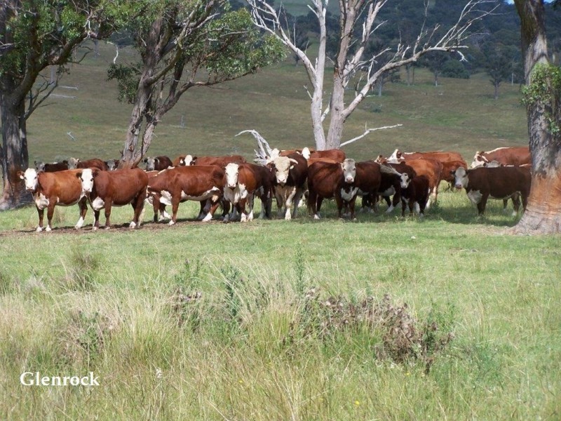 250 Sissons Road, Aberfoyle NSW 2350