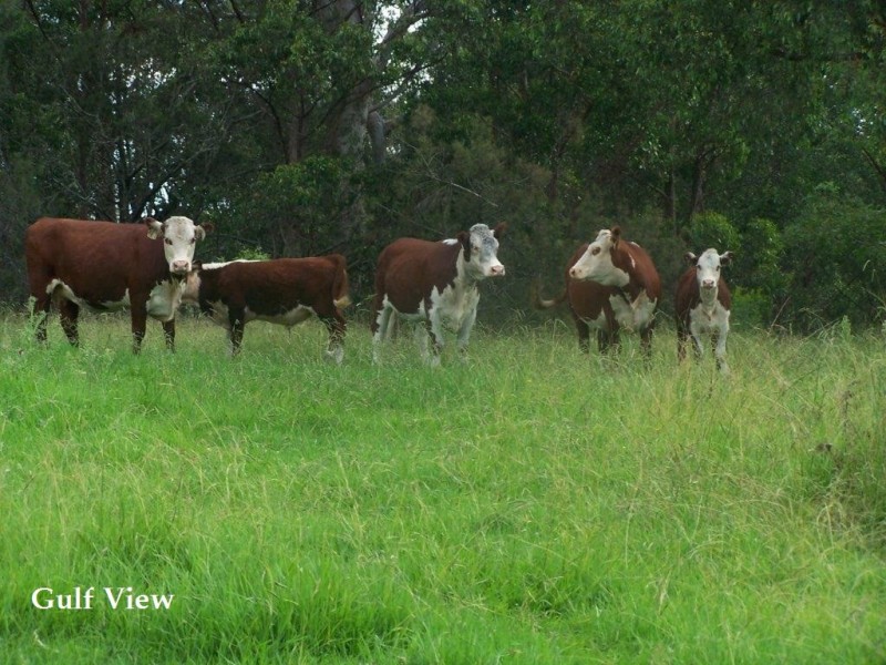 250 Sissons Road, Aberfoyle NSW 2350