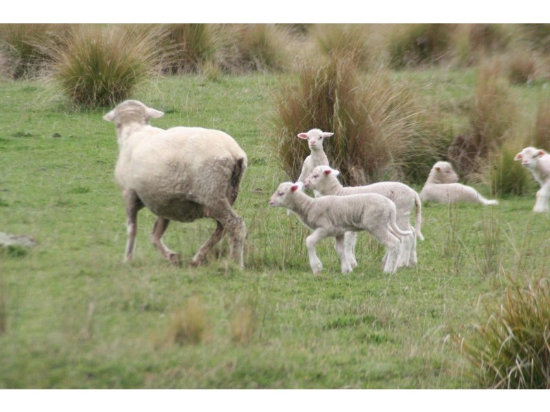 “Moles Station” 248 Hains Road, Nimmitabel NSW 2631