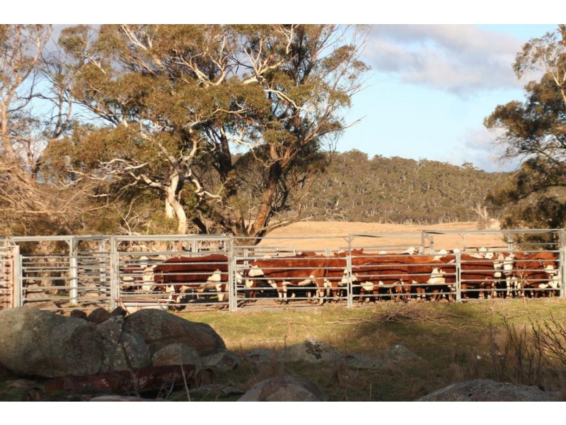 “Moles Station” 248 Hains Road, Nimmitabel NSW 2631