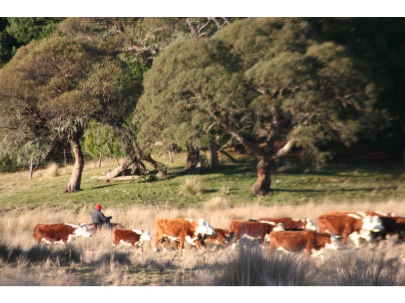 “Moles Station” 248 Hains Road, Nimmitabel NSW 2631