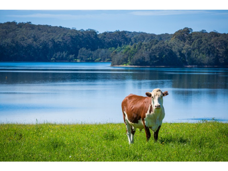 “Wagonga” 313 Riverview Road, Narooma NSW 2546