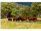 “Rossfield” 1391 Allyn River Road, East Gresford NSW 2311