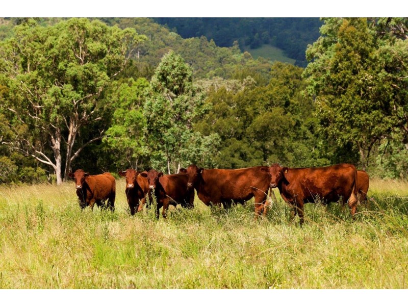 “Rossfield” 1391 Allyn River Road, East Gresford NSW 2311