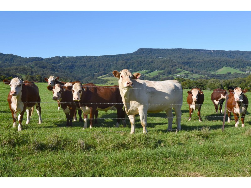 “Windham Hill” 543 Jamberoo Road, Jamberoo NSW 2533