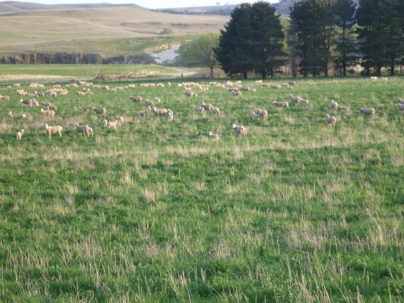 Sherwood 2220 The Snowy River Way, Nimmitabel NSW 2631