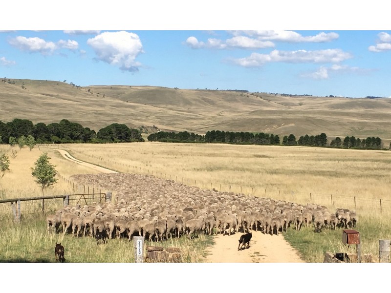 Sherwood 2220 The Snowy River Way, Nimmitabel NSW 2631