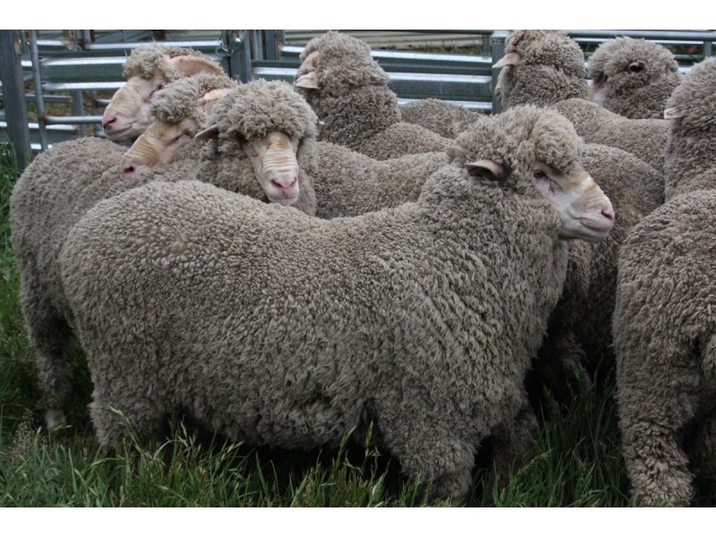 Sherwood 2220 The Snowy River Way, Nimmitabel NSW 2631