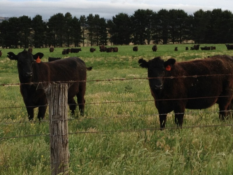 Sherwood 2220 The Snowy River Way, Nimmitabel NSW 2631