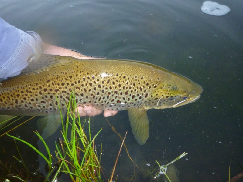 Sherwood 2220 The Snowy River Way, Nimmitabel NSW 2631