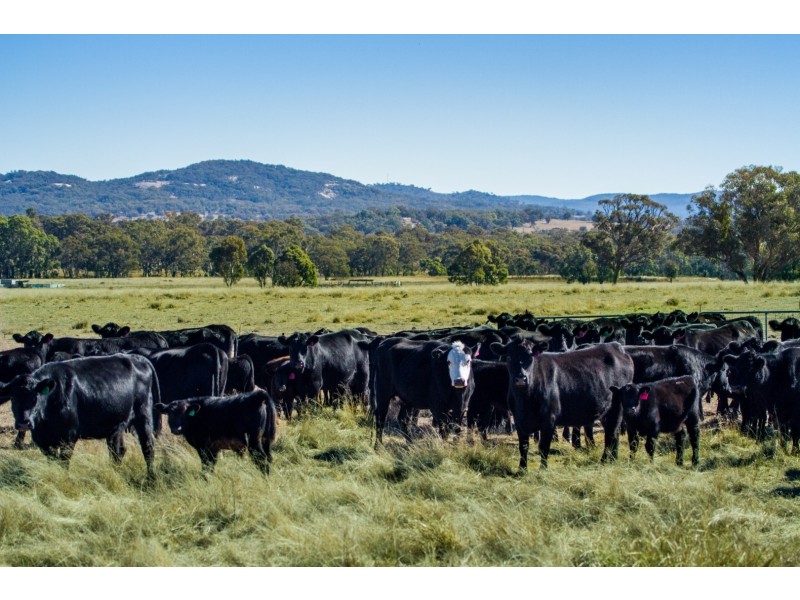 “Towri” 2826 Kingstown Road, Kingstown NSW 2358
