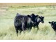 “Towri” 2826 Kingstown Road, Kingstown NSW 2358