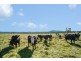 “Towri” 2826 Kingstown Road, Kingstown NSW 2358