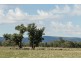 “Springview” 129 Loch Lomond Road, Gooloogong NSW 2805